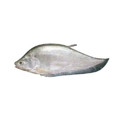 Foli Fish